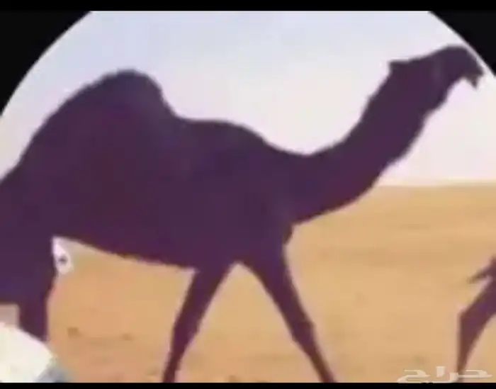 أبكار ابل طيبة نوادر النوادر قروب 1
