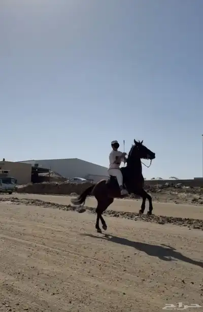 الخيل كفو index