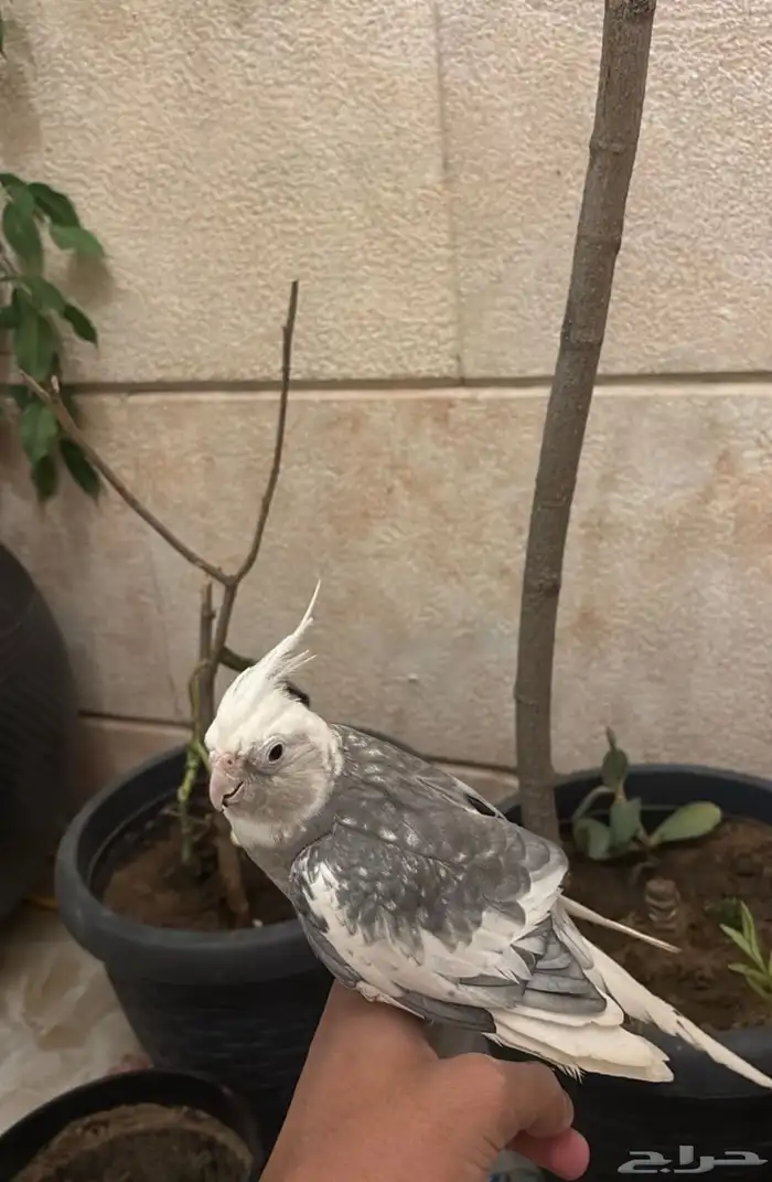 طير كروان 2