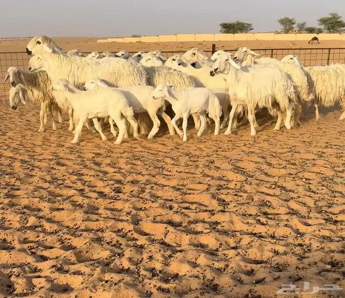 غنم عيسيات فاخره((( تم البيع ))) 1