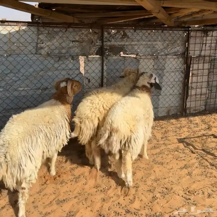 خرفان نعيم هجين ( تم البيع ) 0