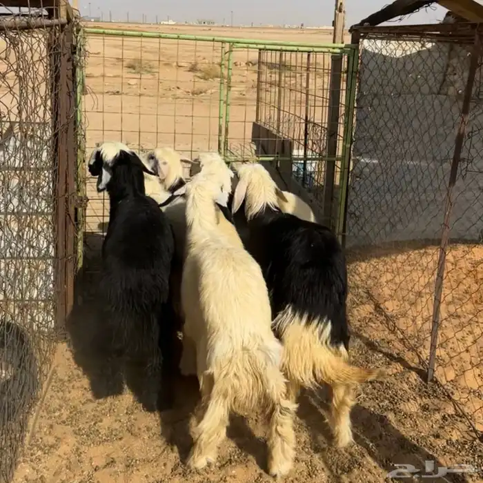 رخال نجد ( تم البيع ) 0