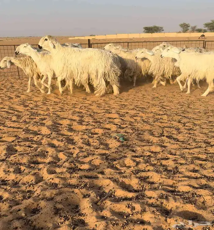 غنم عيسيات فاخره((( تم البيع ))) 0