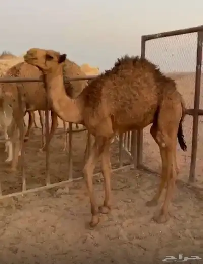 حاشي للبيع على الحليب 0