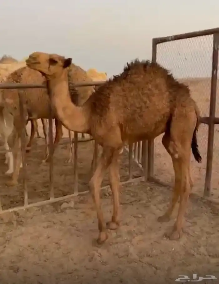 حاشي للبيع على الحليب 0