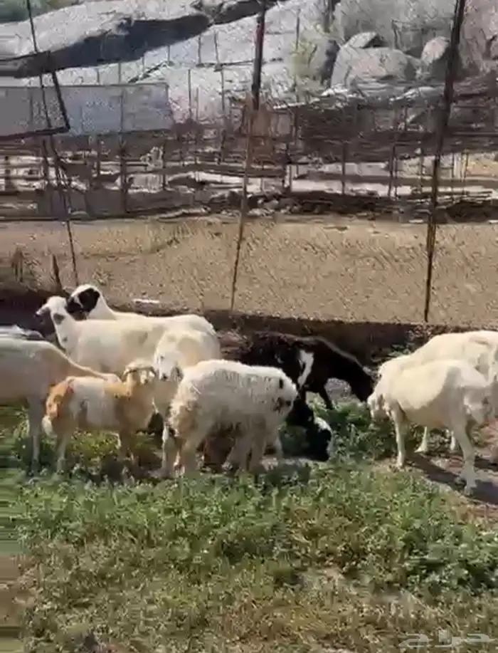 ضان 0