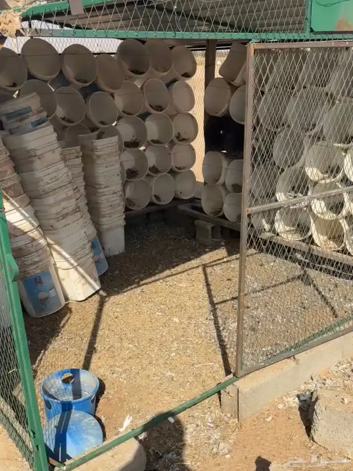 صطول حمام العدد 800 تزيد او تنقص 0