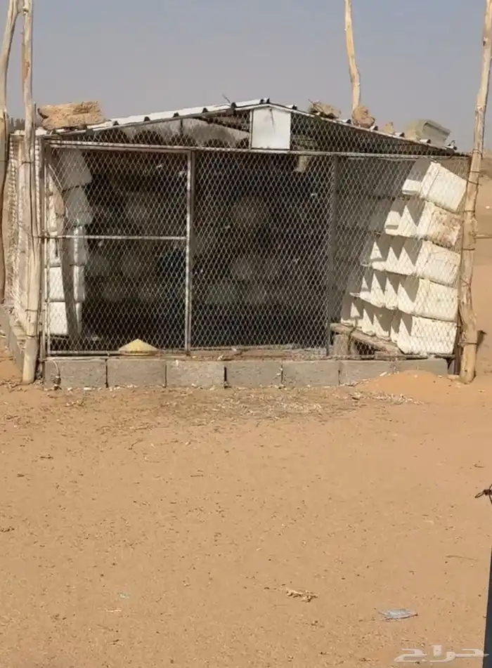 صطول حمام العدد 800 تزيد او تنقص 1