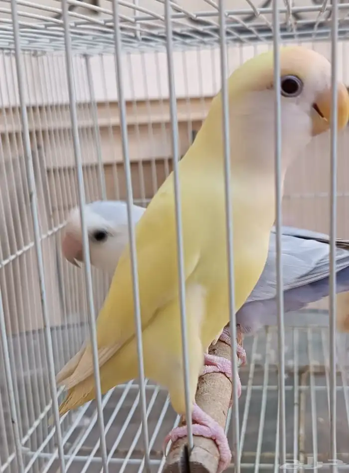 روز للبيع الواحد 200 ال2 مع بعض 350 ريال 0