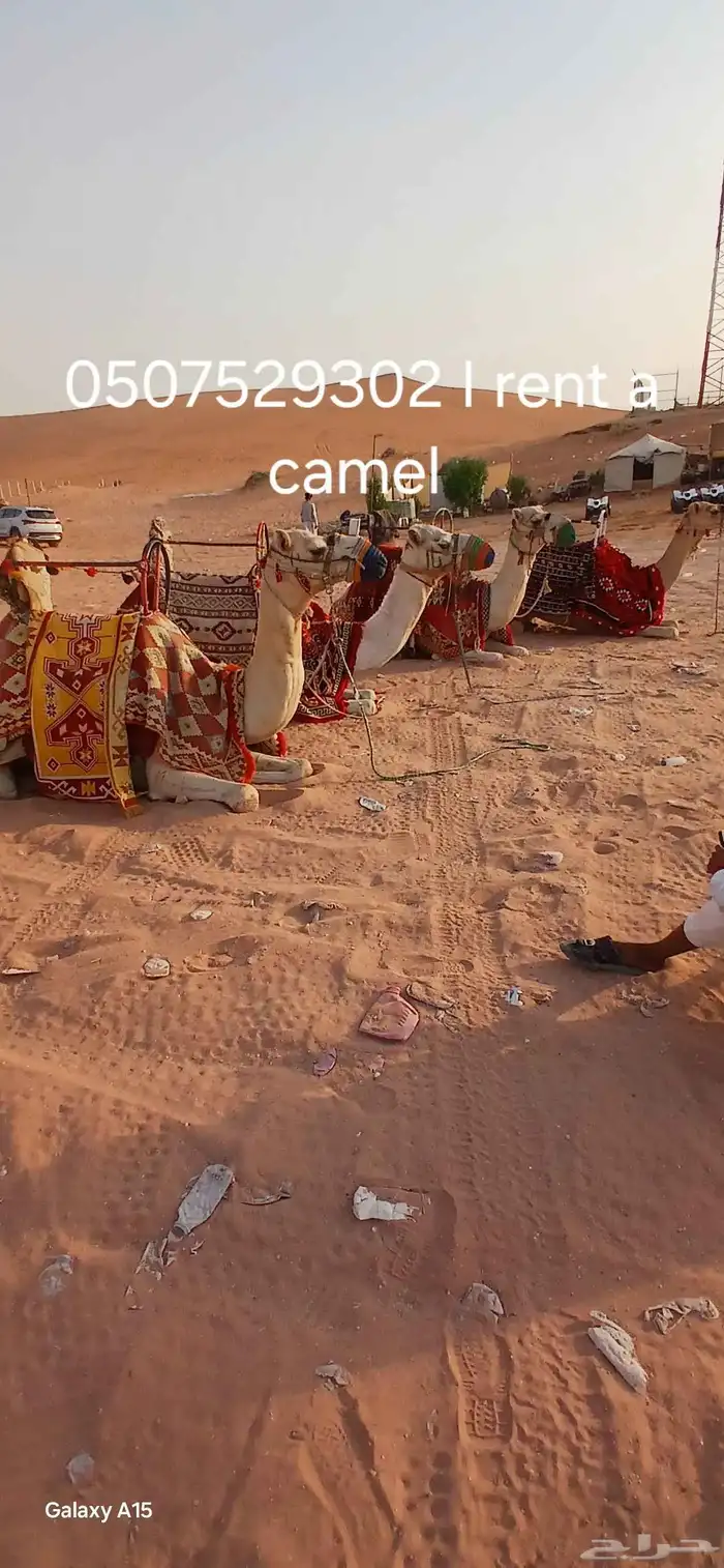 آجار جمال رحول ركبي وا خيول عربيه بي اليوم وا الاسبوع 5