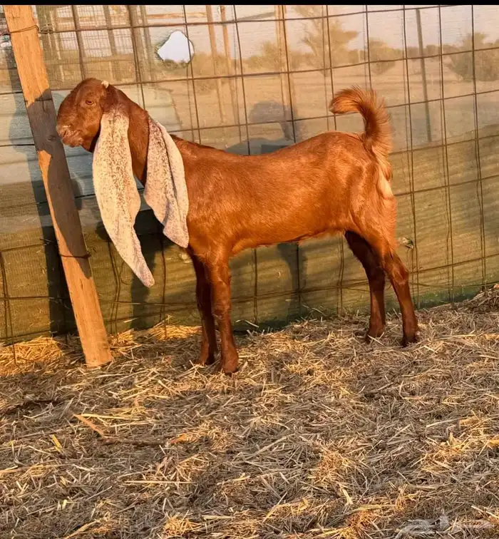 عنز حجازية متبع بجفره فاخره 3