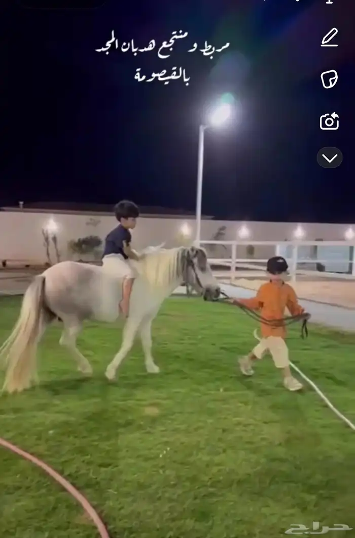 فحل سيسي سليم شرط 1