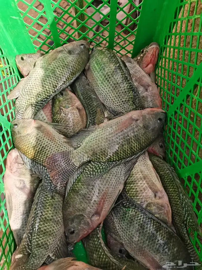 اسماك بلطي 0