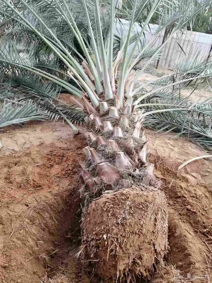 تنسيق حدائق توريد وتركيب الثيل الطبيعي وشبكه الرأي الحديث عا 14