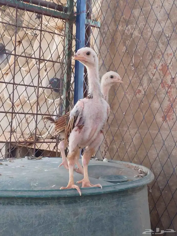 شامو الماني 2