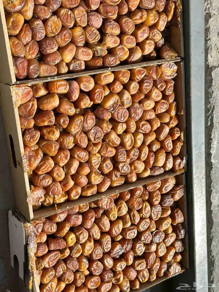 تمر خربان 0