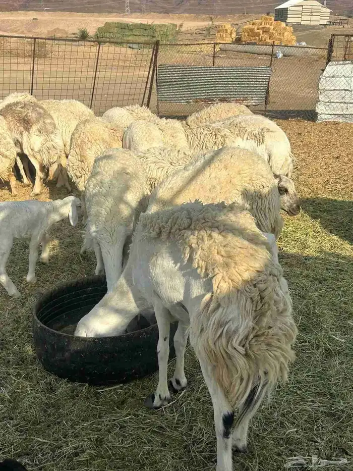 رخال حرش طيبه مراح واحد 2