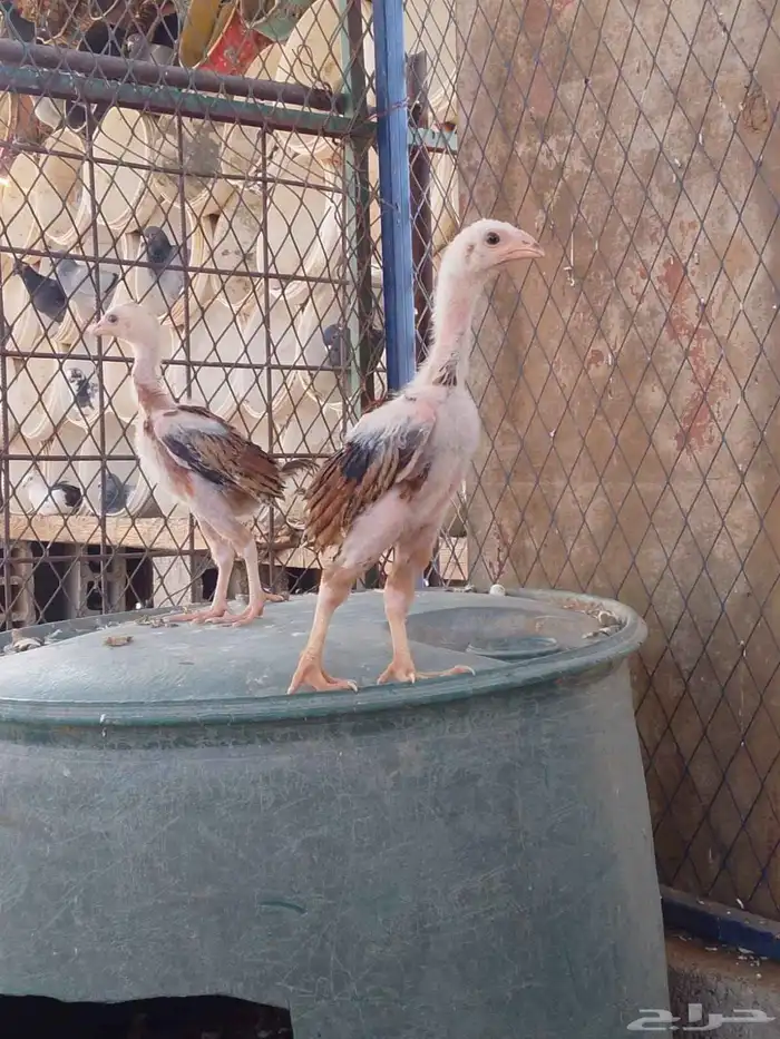 شامو الماني 4