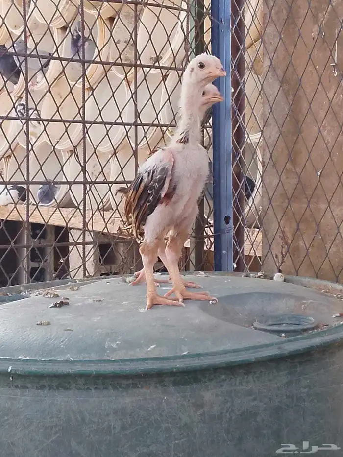 شامو الماني 0