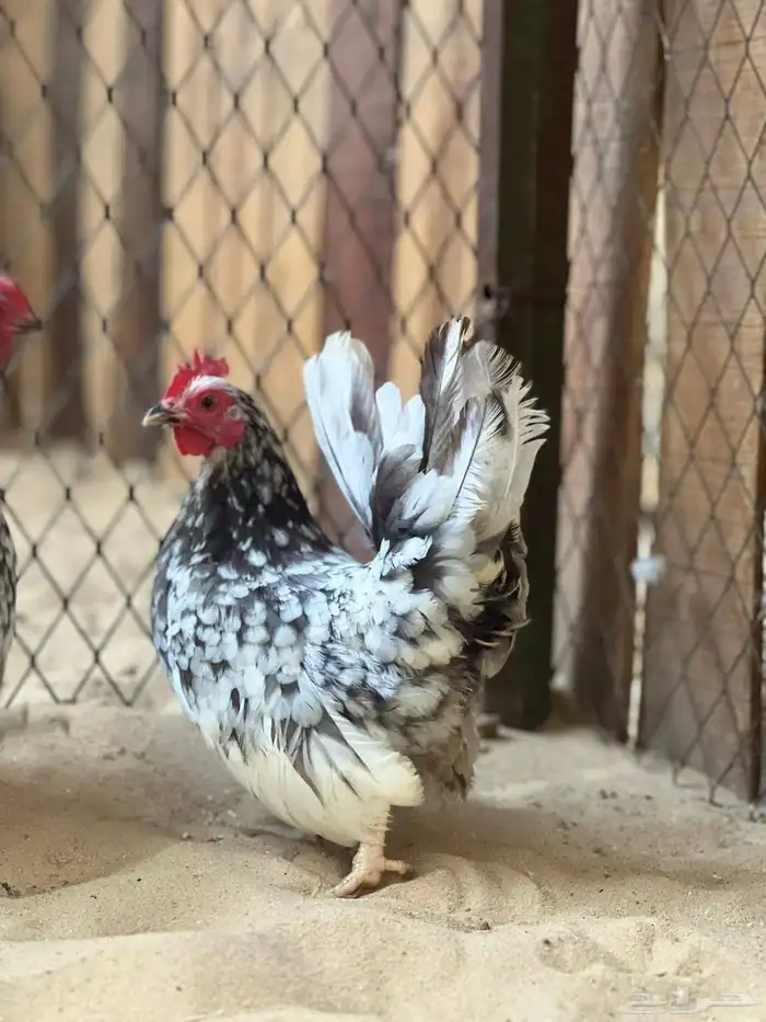 طقم جبانيز بوران فاخر 1