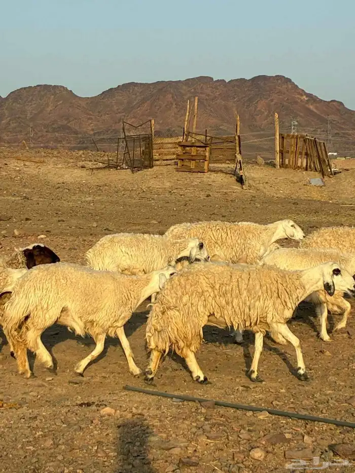 رخال حرش طيبه مراح واحد 10