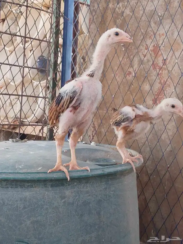 شامو الماني 3