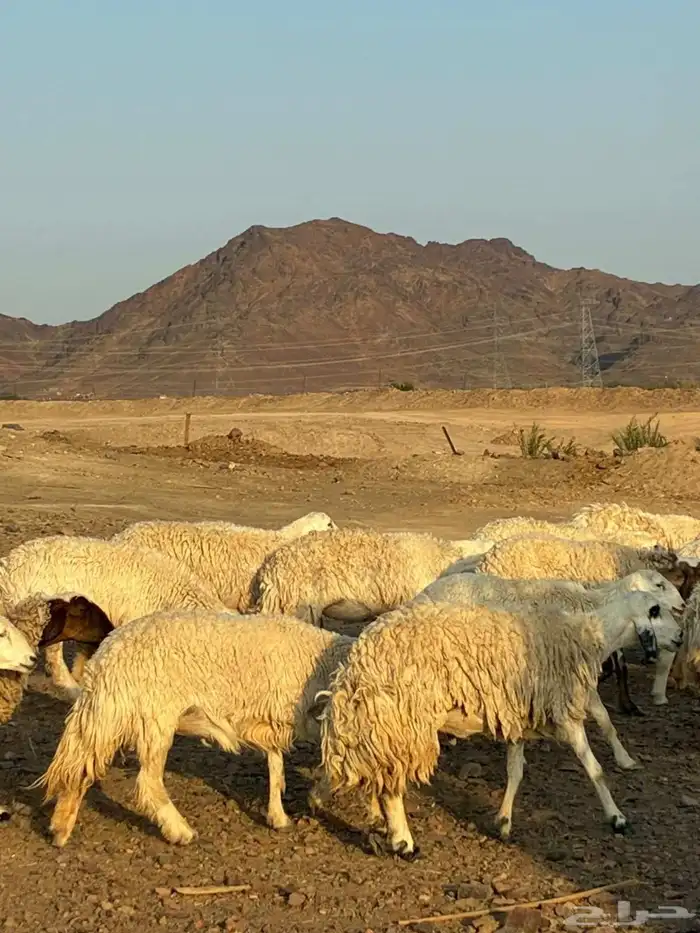 رخال حرش طيبه مراح واحد 8