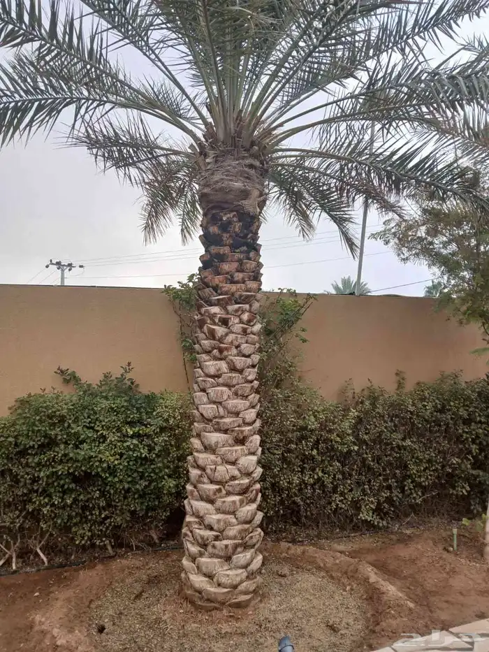 للبيع نخيل عربي مثمر نقايل وفسايل جميع المقاسات والانواع 2
