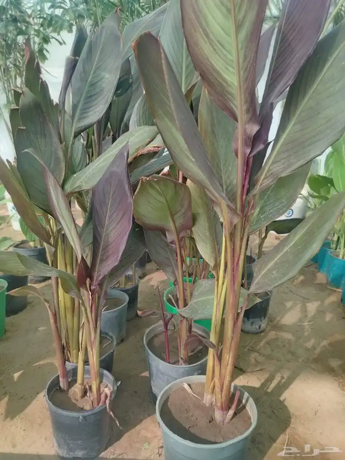 يوجدلدينا جميع انواع أنخيل للبيع 11