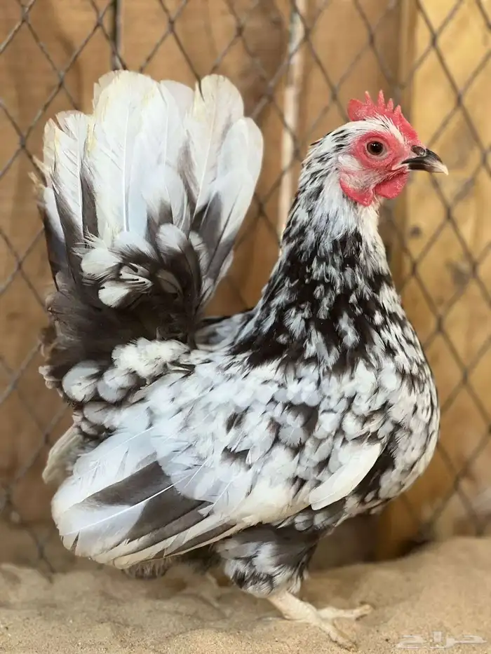 طقم جبانيز بوران فاخر 0