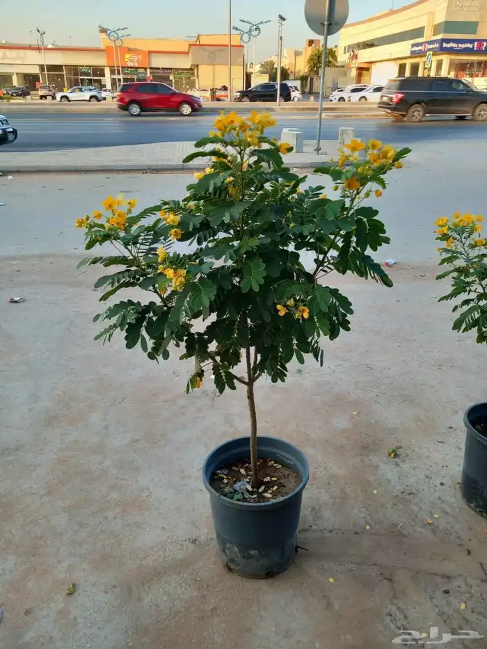 مشاتل مشتل 8