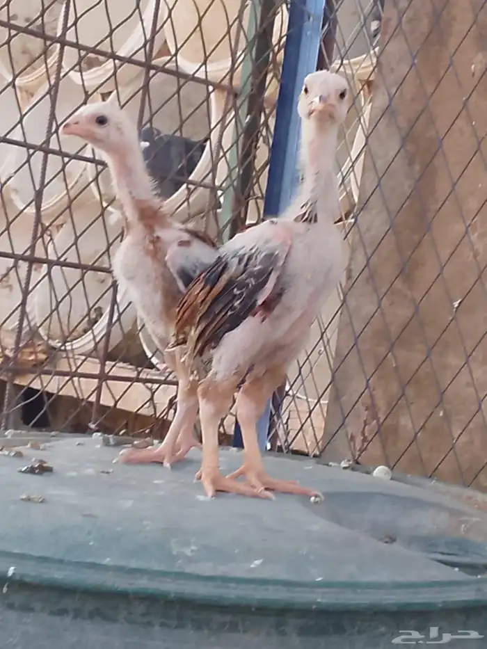 شامو الماني 1