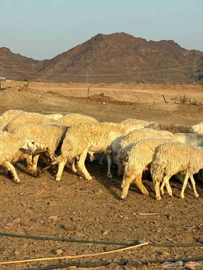 رخال حرش طيبه مراح واحد 5