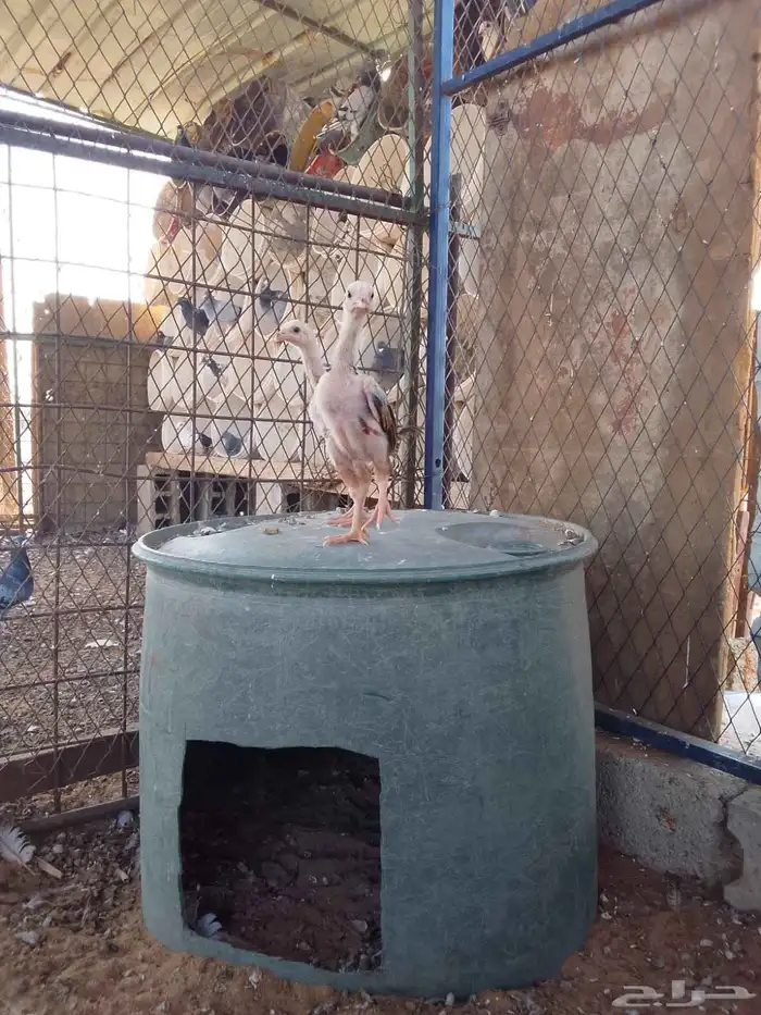 شامو الماني 5