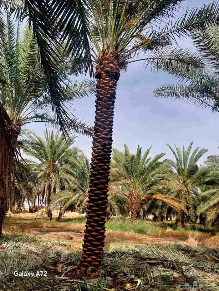 يوجد لاديناء نخيل من جميع لانواع 0