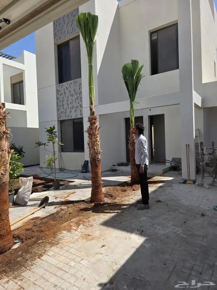 نخيل واشنطن للبيع بجميع انواع المقاسات لتواصل 2