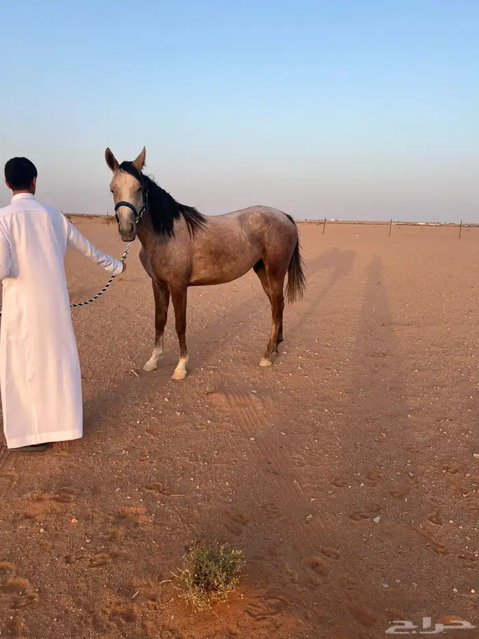 فرس العمر 3 سنوات ونص السلامه شرط من كل شي 1