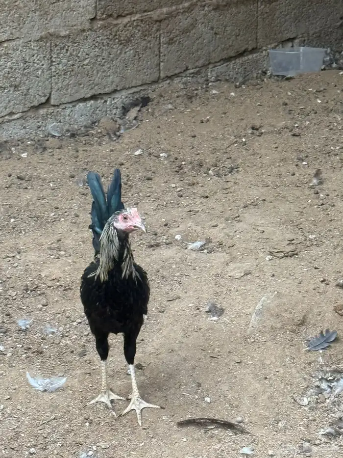 دجاج بلدي للبيع 5