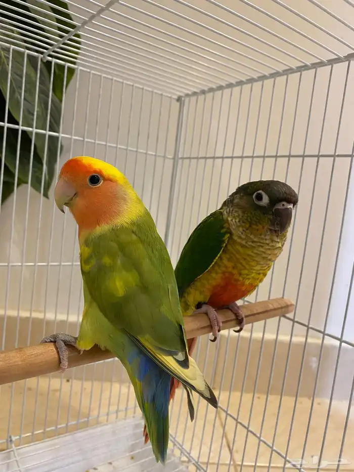 عصفور كنيور عصفور روز 3