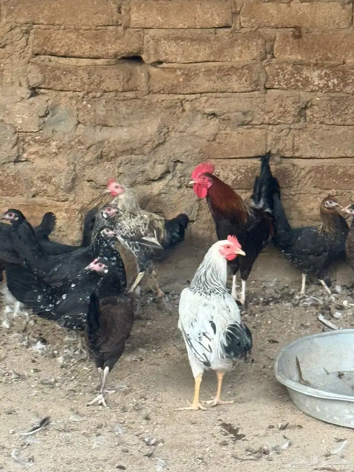 دجاج بلدي للبيع 0