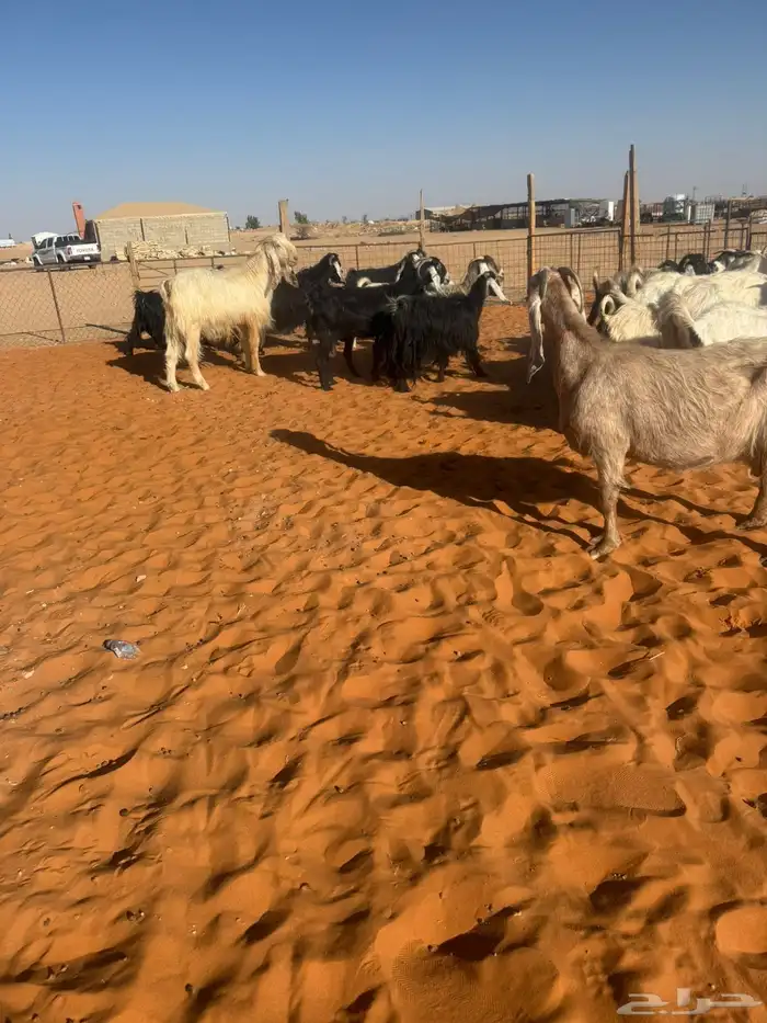 معزاء مشاريك مراح 8