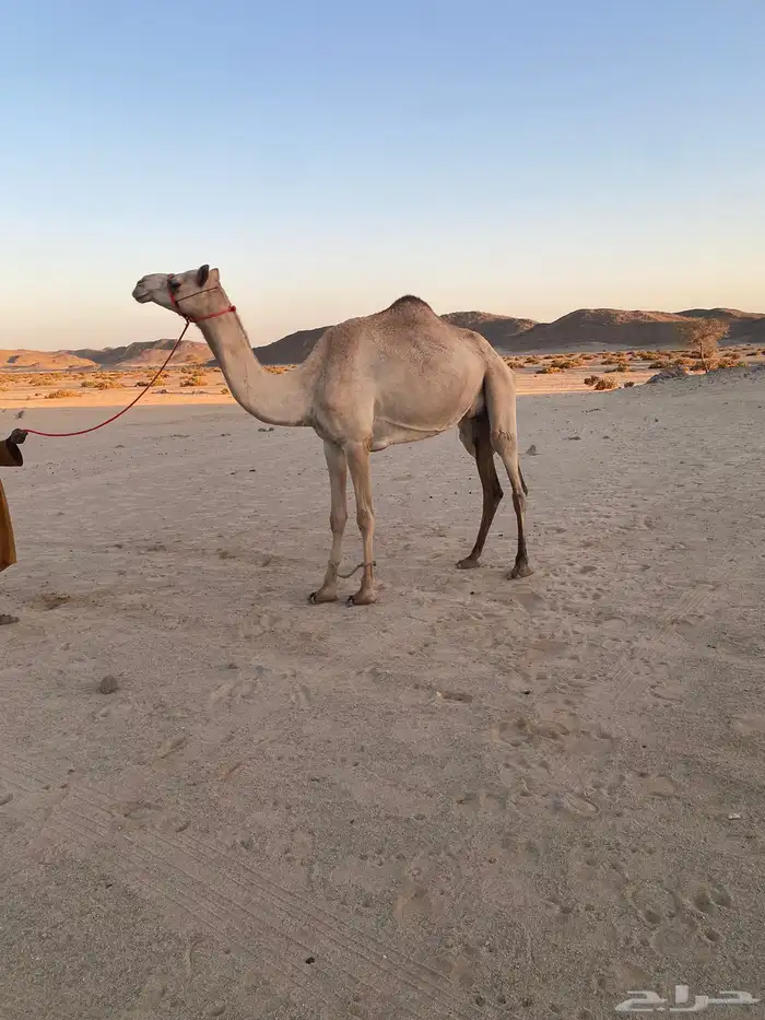 ناقه للبيع سلاله طيب 0