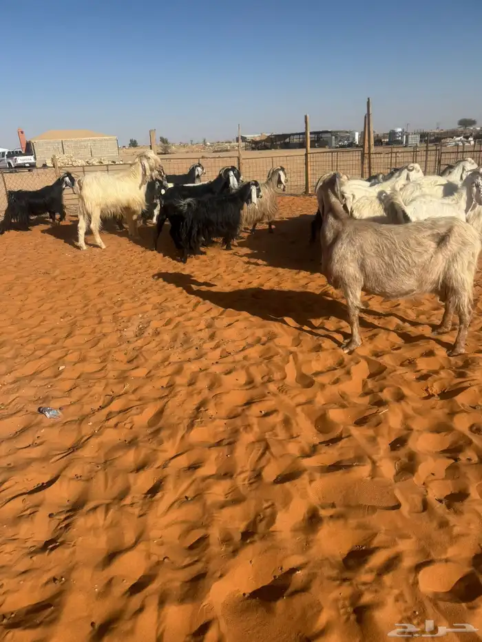 معزاء مشاريك مراح 6
