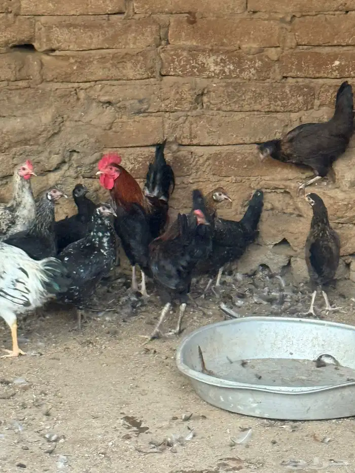دجاج بلدي للبيع 4