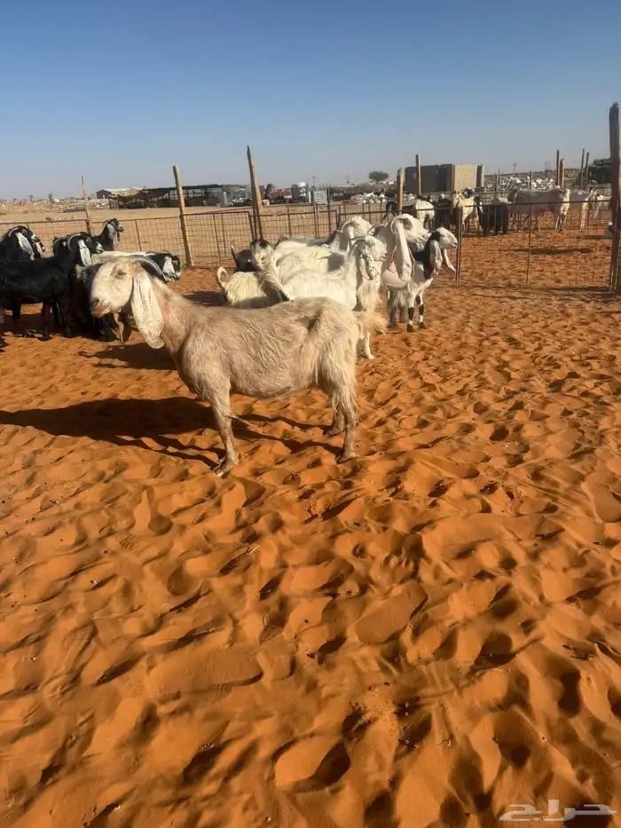 معزاء مشاريك مراح 3