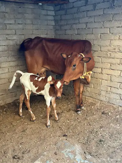 بقره جرسيه مع حسيلها للبيع index