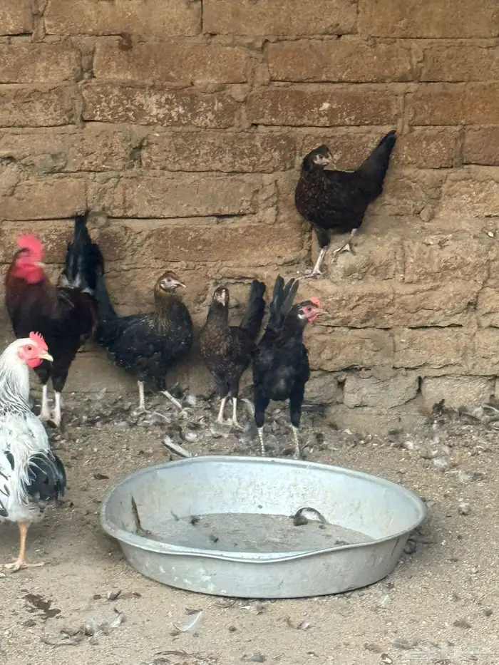 دجاج بلدي للبيع 1