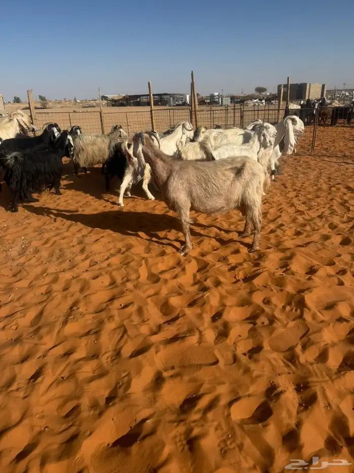 معزاء مشاريك مراح 2