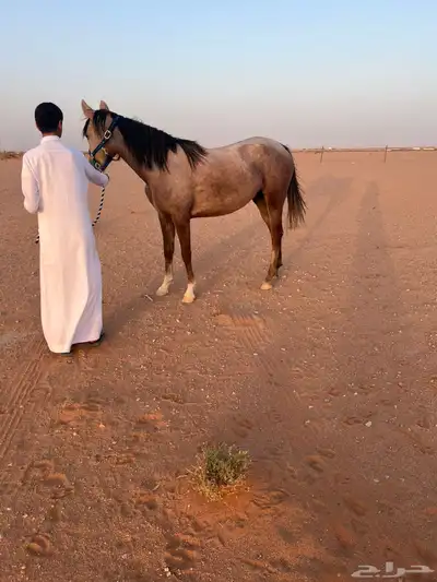 فرس العمر 3 سنوات ونص السلامه شرط من كل شي index