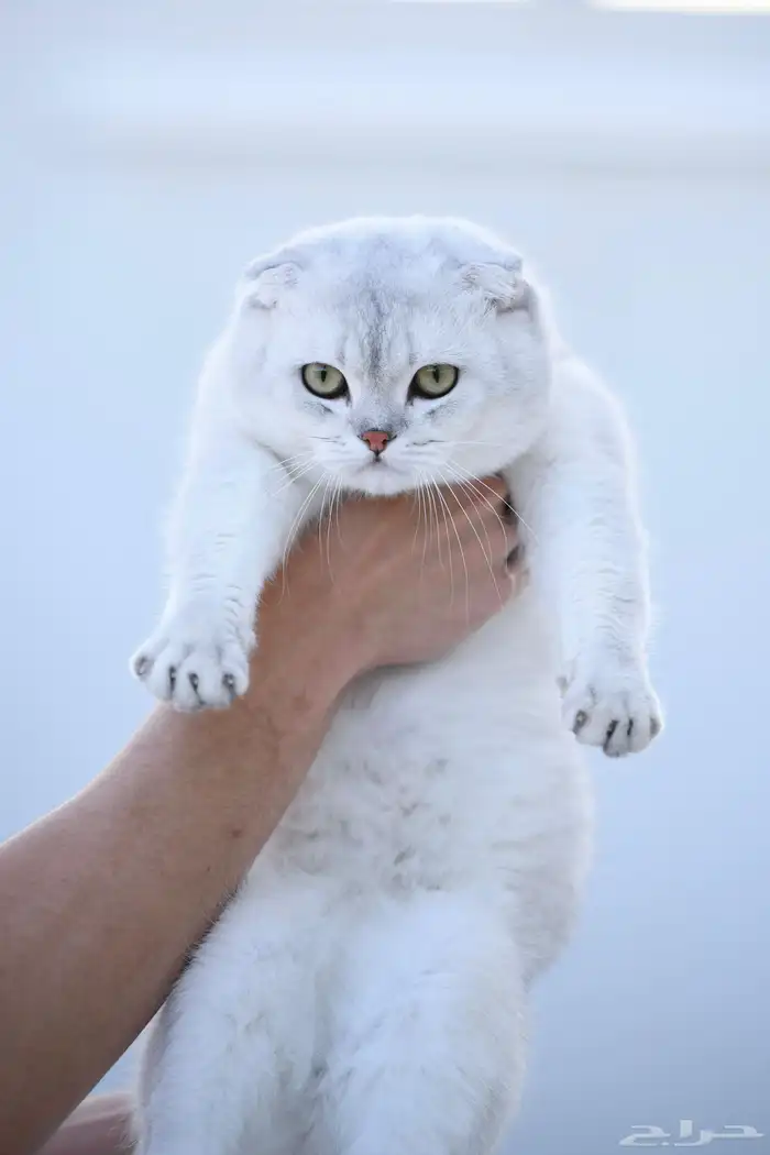 قط اسكوتش فولد 2